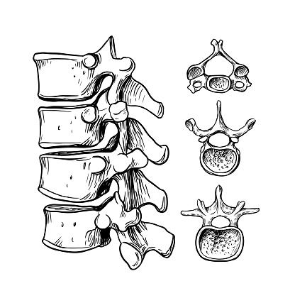 Human spine. The structure of the cervical, thoracic, lumbar vertebra. Vector outline illustration