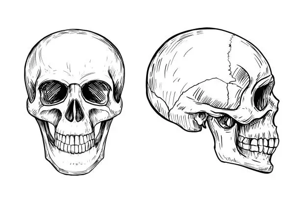 Vector illustration of Human skull. Anatomical illustration. Vector outline