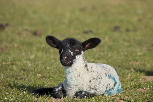 istock Lamb in a grass field in spring, North Yorkshire 1313845308