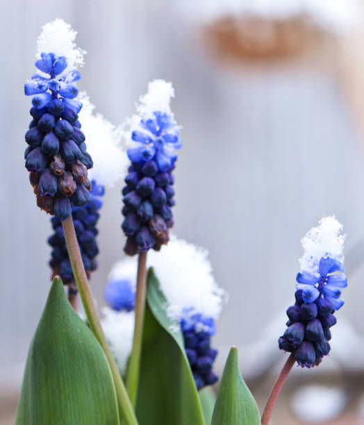 Snowy Flower Fresh snow on a colorful flower grape hyacinth stock pictures, royalty-free photos & images