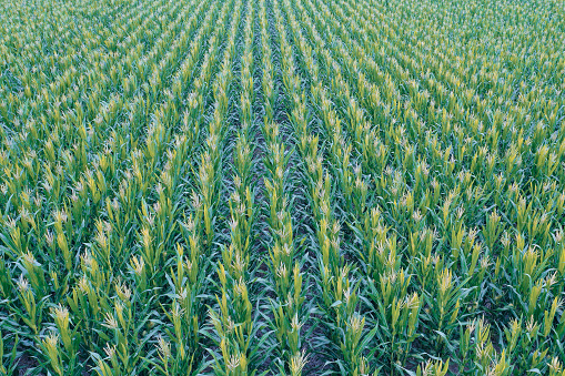 Agricultural production.La Pampa Argentina