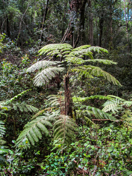 istock A Forest Tree Fern in the Knysna Forest 1313849413