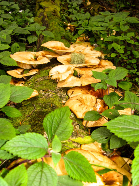 masa lejkowych czapek w zaroślach - mushrooms mushroom fungus fungi undergrowth zdjęcia i obrazy z banku zdjęć