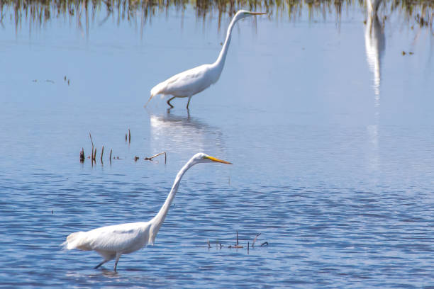 istock Great white egrets wading in water 1313850959