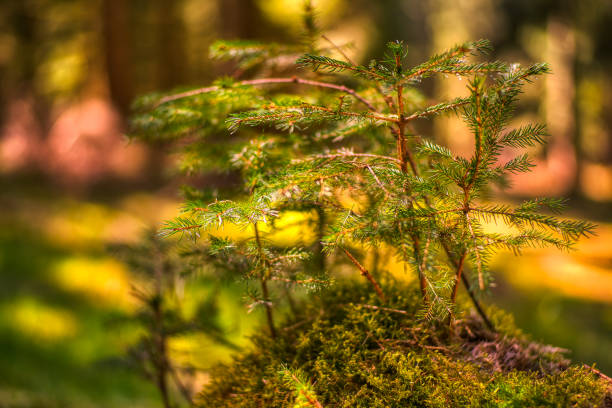 istock Hike on the Rennsteig in Thuringia 1313851645