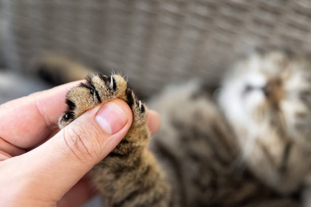 nahaufnahme detail person besitzer hält kleine süße flauschige kätzchen pfote mit krallen in der hand. tiermissbrauch declawing chirurgischen eingriff. haustierpflege und liebe konzept. freundschaft von mensch und tier - white domestic cat kitten young animal stock-fotos und bilder