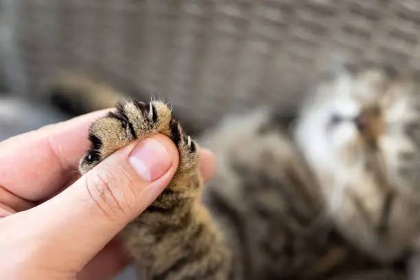 Photo of Close-up detail person owner holding small cute fluffy kitten paw with claws in hand. Animal abuse declawing surgical operation procedure. Pet care and love concept. Friendship of people and animal