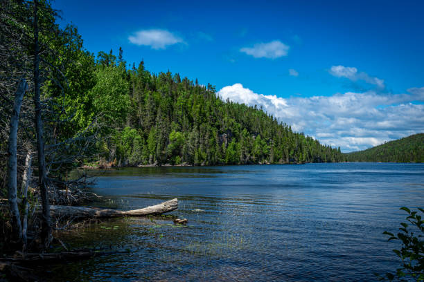 Blue lake with a tree trunk on the water, Quebec Province, Canada, with green forest on a hill in the background on a sunny day and blue sky