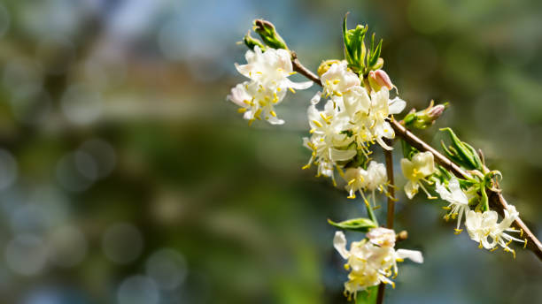 咲く花の冬のスイカズラロニスラ香ワリツィマ(スタンシシイ)、または1月のジャスミン、中国のスイカズラのクローズアップ。美しい自然のボケの背景に太陽に対して花 - winter close up nature macro ストックフォトと画像