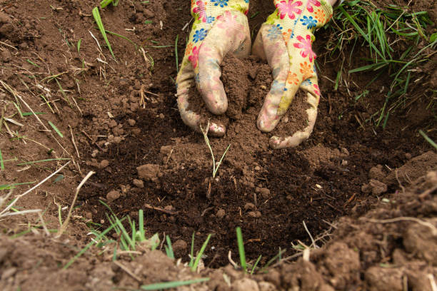 istock soil that was fertilized with manure 1313854358