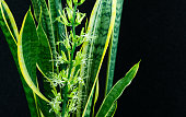 Striped leaves and flower of Sansevieria trifasciata 'Laurentii' on black background. Variegated green leaves with golden edge of Snake Plant Laurentii or mother-in-law's tongue. Close-up blooming