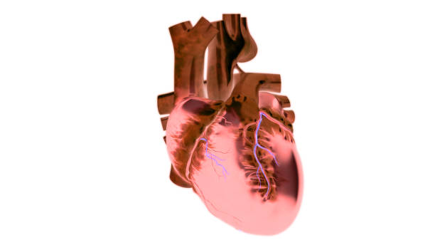 istock Human Circulatory System Heart Anatomy 1313854733