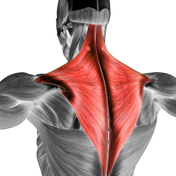 istock Human Muscular System Torso Muscles Trapezius Muscle Anatomy 1313854778