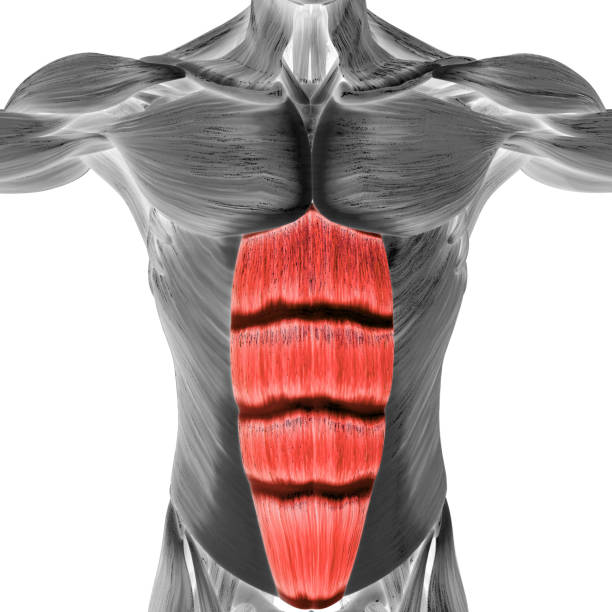 istock Human Muscular System Torso Muscles Rectus Abdominis Muscle Anatomy 1313854790