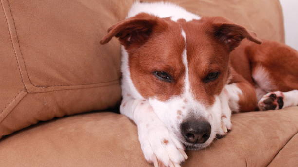 istock Border Collie Terrier Mix dog 1313854900