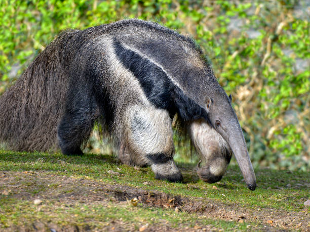 Anteater gigante caminando sobre hierba - foto de stock