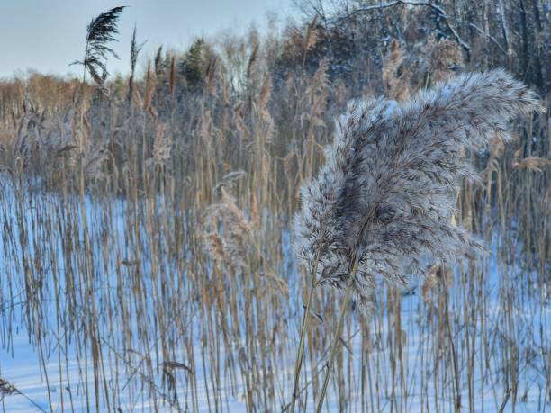 istock reeds at frozen lake 1313855954
