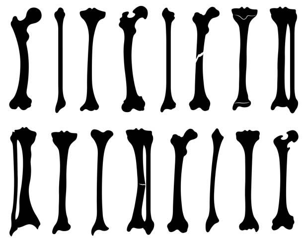 Set of human leg bones Set of human leg bones isolated on white fibula stock illustrations