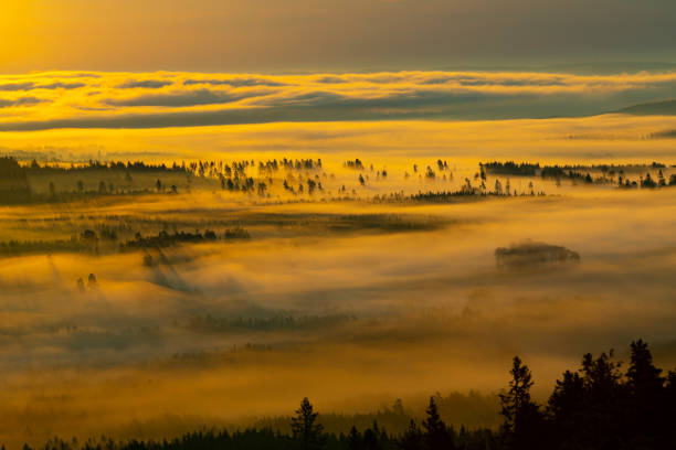 istock Fog over the forest as the sun rises 1313856104
