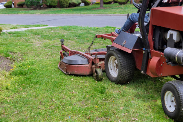 istock Gardening activity, lawn mower cutting the grass. 1313856137