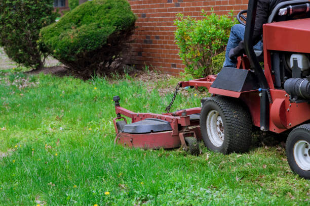 istock Gardening activity, lawn mower cutting the grass. 1313856143