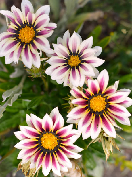 istock Red and white Gazanias 1313858187