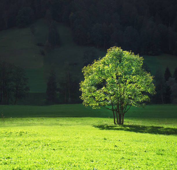 istock tree on mountain field, Lauterbrunnen, Switzerland 1313862180