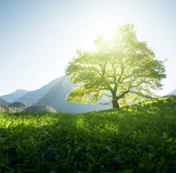 istock Idyllic landscape in the Alps, tree, grass and mountains, Switzerland 1313862181
