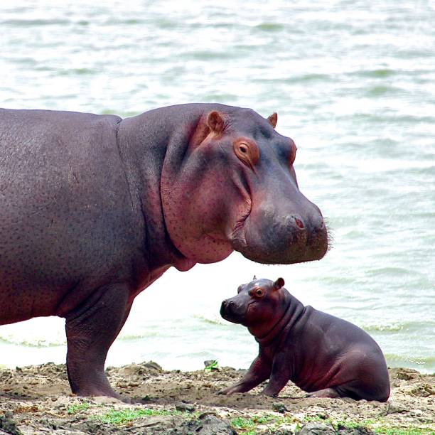 아기 하마 와 어머니 - masai mara national reserve safari animals close up kenya 뉴스 사진 이미지
