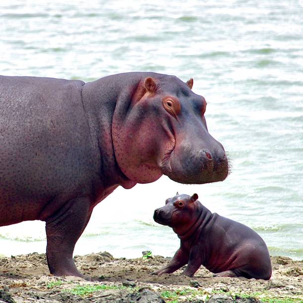 Baby Hippo Stock Photos, Pictures & Royalty-Free Images - iStock Baby Hippo Stock Photos, Pictures & Royalty-Free Images - iStock