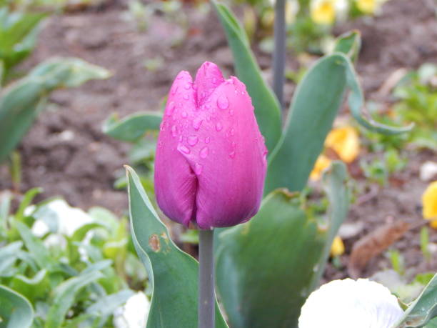 istock Rain drops on the purple tulip flower 1313863296
