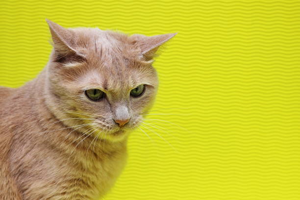 Angry red cat on a yellow background. Emotions and facial expressions of cats.