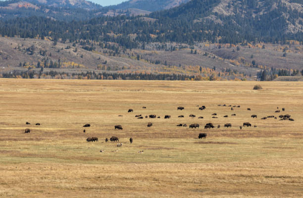 istock Herd of Bison in Fall in Wyoming 1313863772