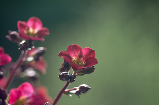 A photo of a flower approximately with a blurred background.