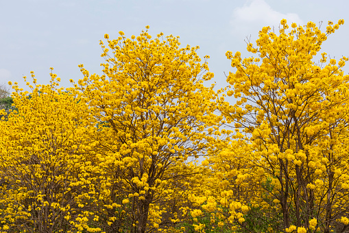 beautiful blossom golden tree or yellow pui flower, Tabebuia chrysantha (Jacq.) G.Nicholson