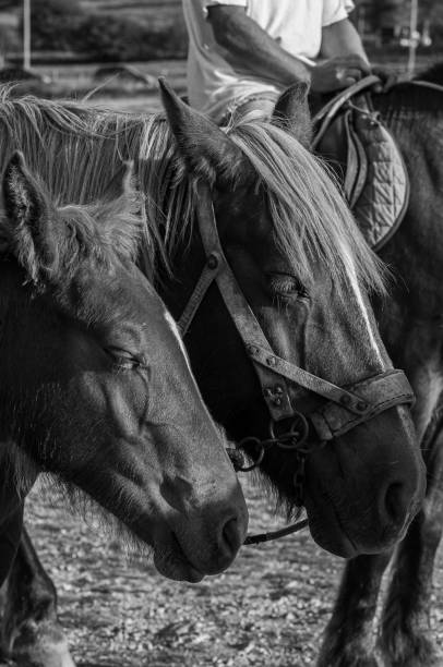 istock The domestic horse 1313866891