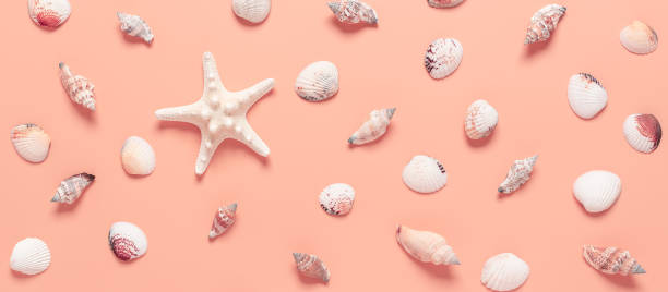 banner com conchas e estrela do mar em um fundo rosa pastel. abstraindo lindo fundo de verão. vista superior, plana. - remote shell snail isolated - fotografias e filmes do acervo