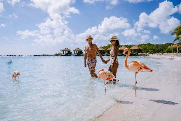 Aruba beach with pink flamingos at the beach, flamingo at the beach in Aruba Island Caribbean Aruba beach with pink flamingos at the beach, flamingo at the beach in Aruba Island Caribbean. A colorful flamingo at beachfront, couple men and woman on the beach mid age man and woman aviary photos stock pictures, royalty-free photos & images