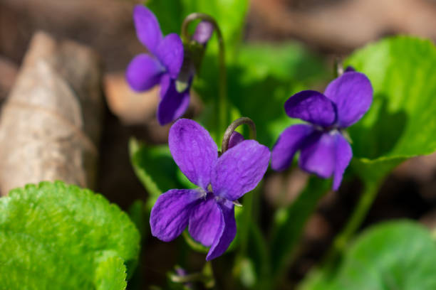 istock Bright purple Reichenbach violet close up 1313868044