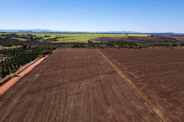 istock Aerial view of plantations 1313868563