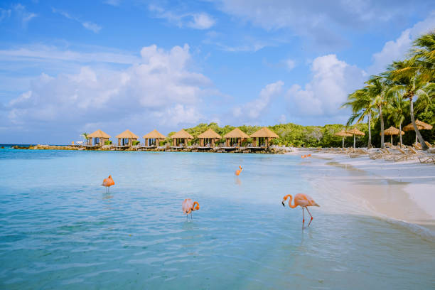 aruba strand mit rosa flamingos am strand, flamingo am strand in aruba island karibik - aruba stock-fotos und bilder
