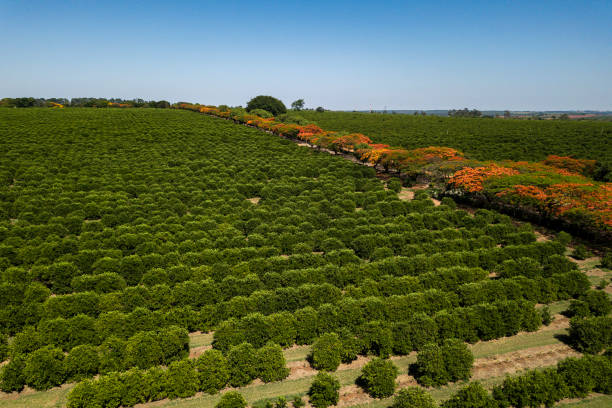istock Aerial view of plantations 1313869556