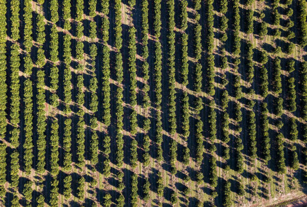 istock Aerial view of plantations 1313869936