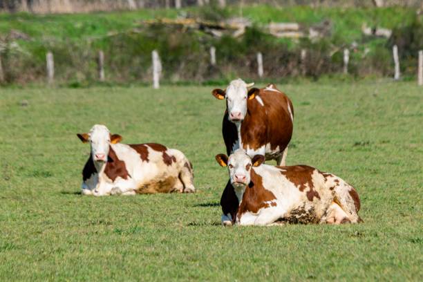 istock group of montbeliard cows in pasture 1313870870