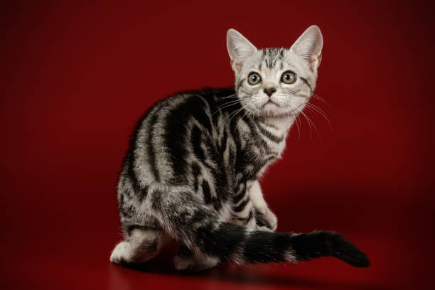 istock American shorthair cat on colored backgrounds 1313871079