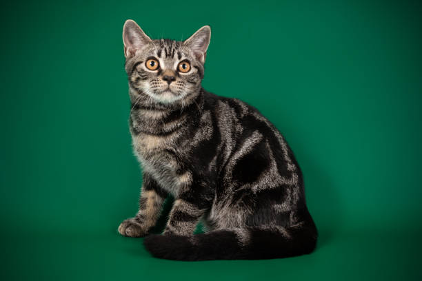 istock American shorthair cat on colored backgrounds 1313871153