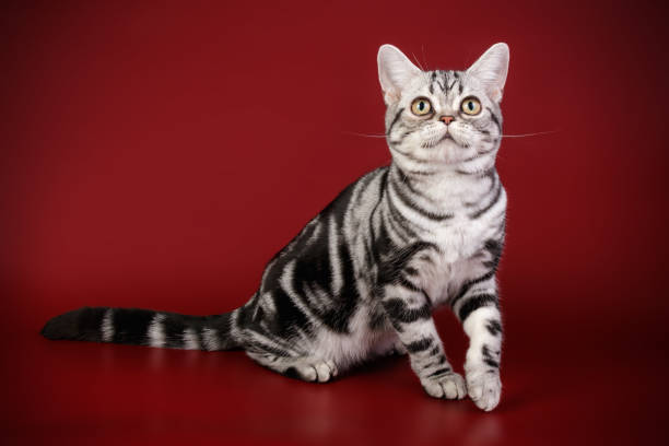 istock American shorthair cat on colored backgrounds 1313871599