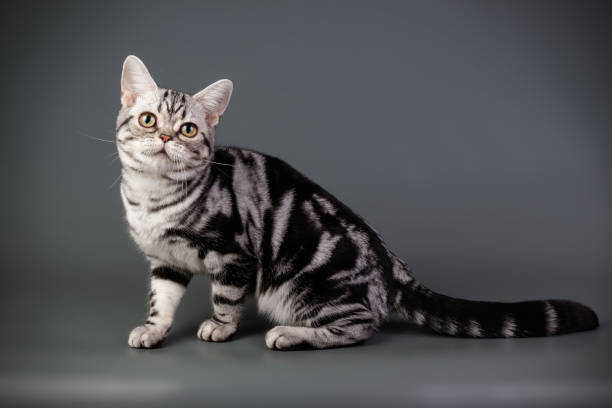 istock American shorthair cat on colored backgrounds 1313871621