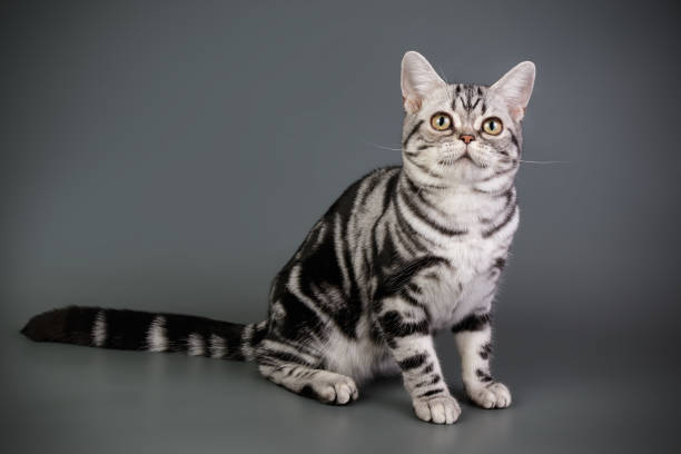 istock American shorthair cat on colored backgrounds 1313871626