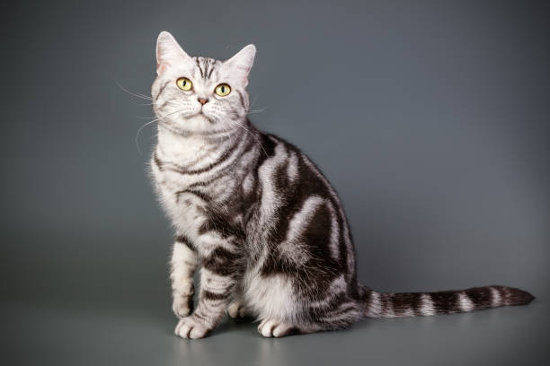 istock American shorthair cat on colored backgrounds 1313871667